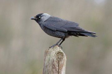 Western Jackdaw, ( Corvus monedula ) , perched on a tree branch. Spain