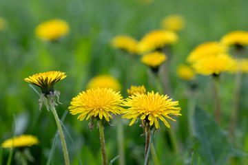 Solar background from a spring long young grass in the foreground. On a background the field from the yellow blossoming dandelions. The place for copespace - 