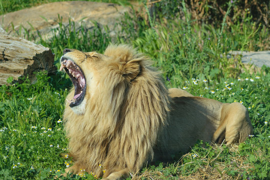 Angola male lion (Panthera leo bleyenberghi) roaring