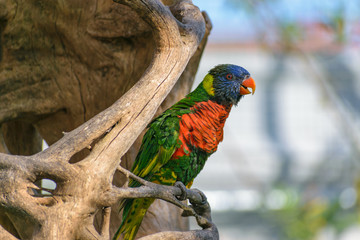 Rainbow Lory (Trichoglossus haematodus) parrot