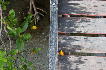 Wooden bridge walkway in the mangrove forest