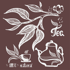Hand drawn eco tea pair, tea leaves, cube. Vector illustration