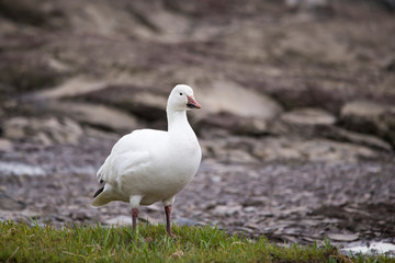 White-morph snow goose standing proudly with muddy beak on the north shore of the St. Lawrence River during the spring migration, Quebec City, Quebec, Canada