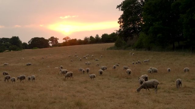 4K video clip showing herd of sheep grazing, eating grass walking in a field on a farm at sunset or sunrise