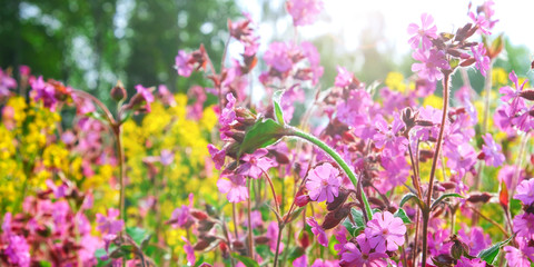 Obraz premium Wildflowers, after the rain. Drops on petals. Spring, warm day. Selective focus.