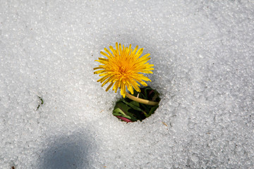 Pissenlit dans la neige