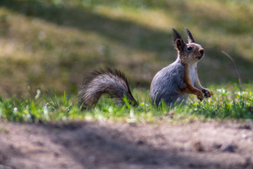 Squirrel