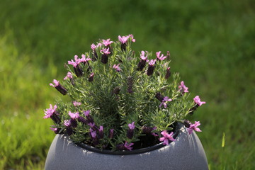 A pot of violet flowers stands on the terrace