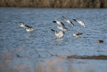 American Avocet landing on water in Sacramento California wetland