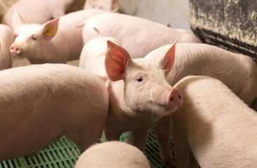 Young pigs in modern stable