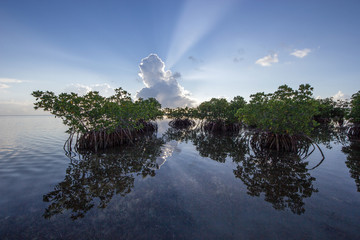 Sun rays emanating from behind a large cumulus cloud over Red Mangrove trees in Biscayne National...