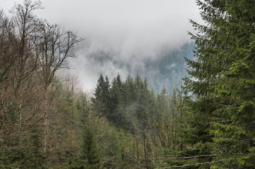 Forest in the mountains in the fog after rain