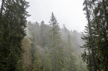 Forest in the mountains in the fog after rain