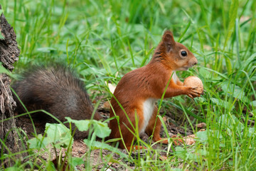 Naklejka na ściany i meble A squirrel with a nut