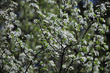 Bloom of a plum tree in spring