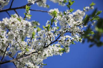 Bloom of a cherry tree in spring