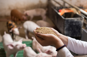 Veterinarian giving granules to piglets