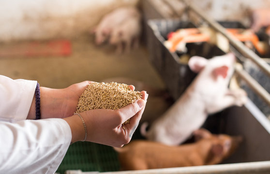 Veterinarian giving granules to piglets