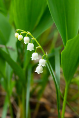 Lily of the valley flower in spring forest