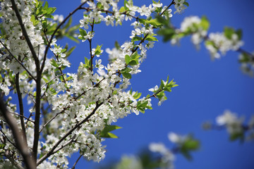 Bloom of a cherry tree in spring