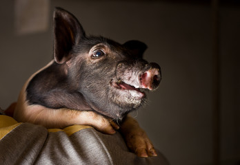 Farmer holding piglet on his shoulder