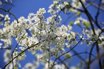 Bloom of a cherry tree in spring