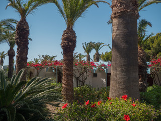 Fototapeta premium Beautiful colourfull blossom flowers in Greek Island