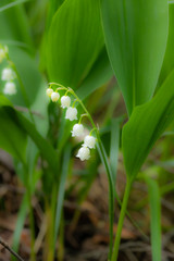 Fototapeta premium Lily of the valley flower in spring forest