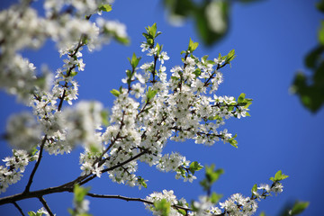 Bloom of a cherry tree in spring