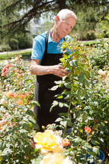 Man cutting back shoots of rose bushes