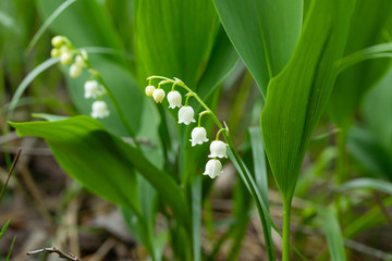 Lily of the valley flower in spring forest