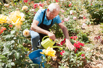 Male taking care and watering roses