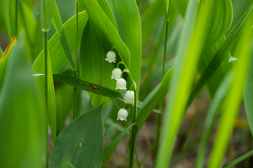 Lily of the valley flower in spring forest