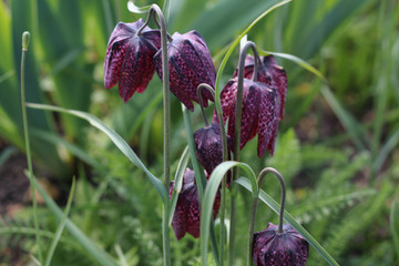 Impeccably designed and maintained Kensington Palace Gardens in the centre of London. Spring. Colorful flowers 