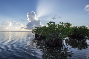 Sun rays emanating from behind a large cumulus cloud over Red Mangrove trees in Biscayne National...