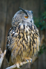 Eurasian Eagle Owl (Bubo bubo)