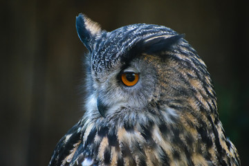 Eurasian Eagle Owl (Bubo bubo)