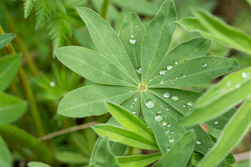 Obraz na płótnie Canvas Water drops on lupine leaves after rain