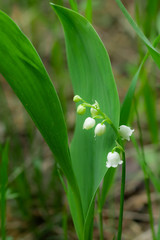 Lily of the valley flower in spring forest