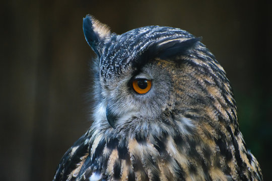 Eurasian Eagle Owl (Bubo bubo)