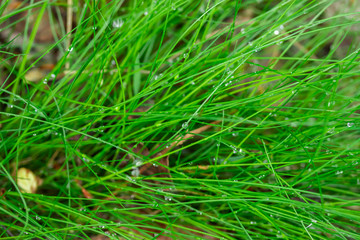 Fresh green grass with dew after rain