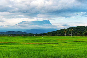 Fototapeta premium Mt Kinabalu and paddy field in Kota Belud Sabah Borneo Malaysia