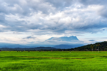 Mt Kinabalu and paddy field in Kota Belud Sabah Borneo Malaysia