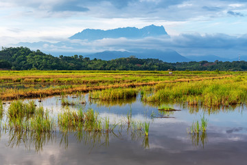 Mt Kinabalu view from the paddy field in Kota Belud Sabah Borneo Malaysia