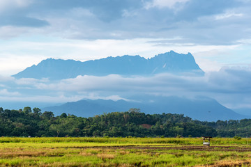 Fototapeta na wymiar Mt Kinabalu and paddy field in Kota Belud Sabah Borneo Malaysia