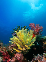 Underwater photography of a feather star colony (Divesite: Pulau Bangka/North Sulawesi, Indonesia)