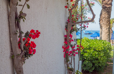 Beautiful colourfull blossom flowers in Greek Island