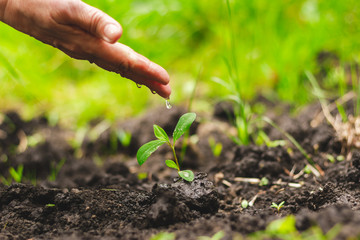 Mature hand giving water to a blossoming sapling that rise from dirt - Young plant growing from a cultivated land