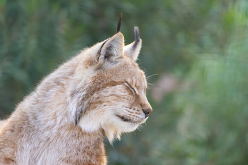 Eurasian lynx close up head portrait