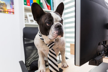 French bulldog works on computer at the office